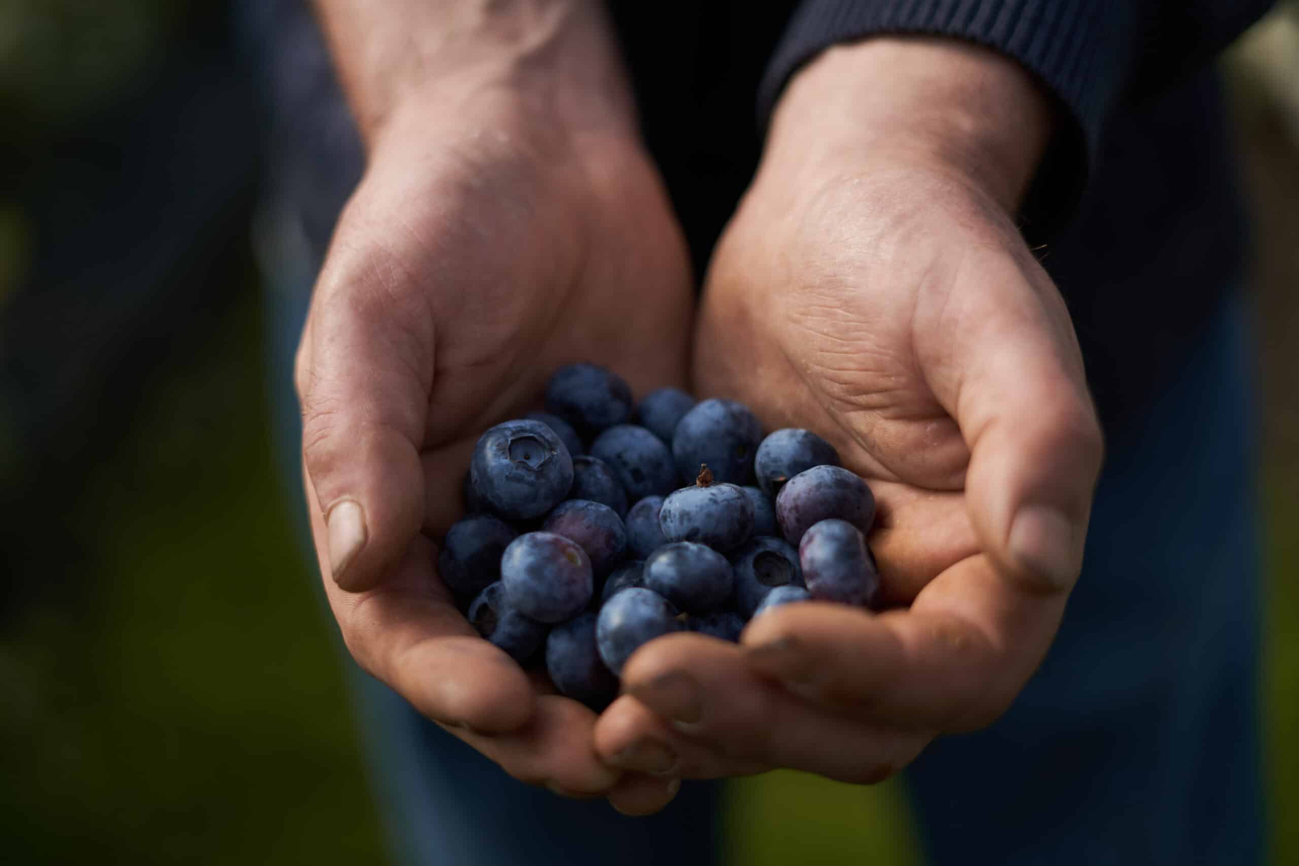 close up van blauwe bessen